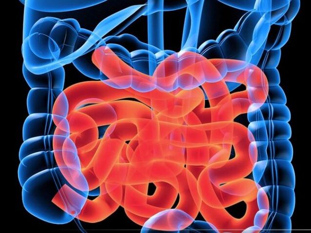 İnce bağırsaktaki parazitler