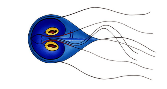 Bağırsak Giardia