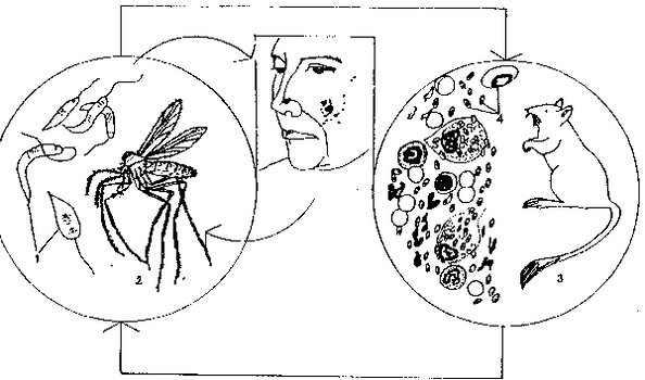 Leishmania, Phlebotomus cinsi sivrisinekler tarafından bulaşır.