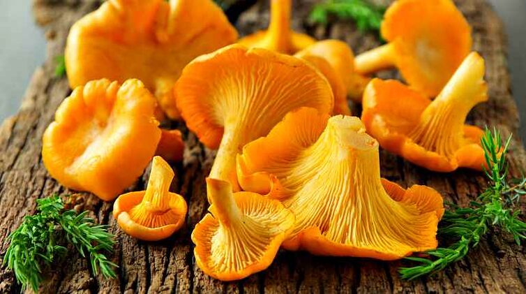 Chanterelles, helmintlerin vücudunu temizleyebilen mantarlardır.